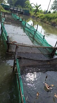 freshwater fish farming: catfish