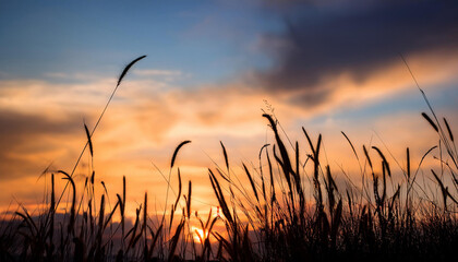 Fototapeta premium beautiful of the sky in the evening with silhouette of grass