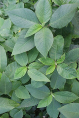 Euphorbia heterophylla flower, medicinal plant