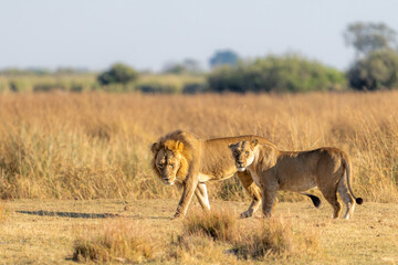 Lion couple, male and female, in golden grass. Safari in Africa. African lion in the savanna, with beautiful morning light, Moremi game reserve, Okavanago delta, Botswana, Africa