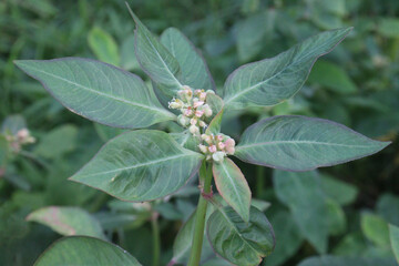 Euphorbia heterophylla flower, medicinal plant