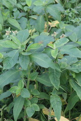 Euphorbia heterophylla flower, medicinal plant