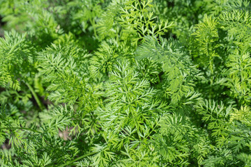 Light-green carrot foliage (Daucus carota subsp. sativus).