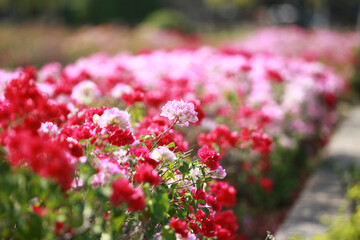 Obraz premium Flower in the garden outdoor