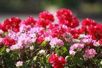 Fototapeta premium Flower in the garden outdoor