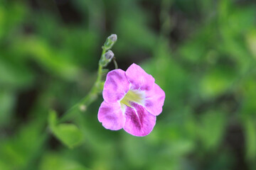 Obraz premium Flower in the garden outdoor