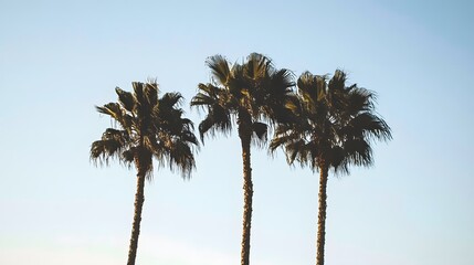 Fototapeta premium Three palm trees stand tall against a clear blue sky.