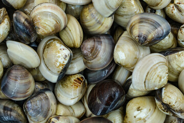 Fresh clams for seafood background