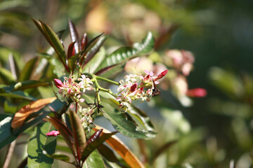 Flower in the garden outdoor