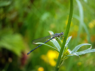 damsefly on a leaf summer