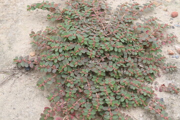 Euphorbia maculata flower plant on roadside