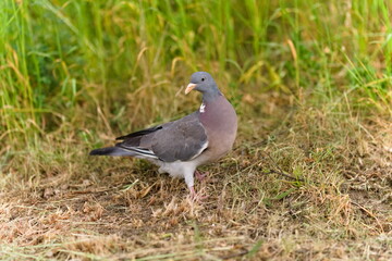 Gołąb grzywacz na łące
