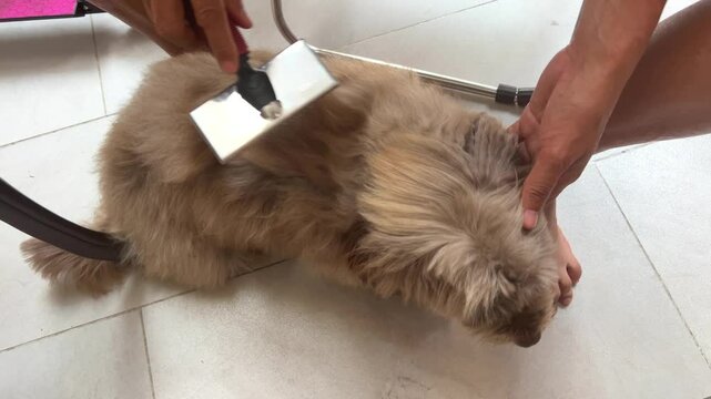 comb the dog Owner's hand brushing her cute shadding dog's hair with a comb. Pet care and groom.
