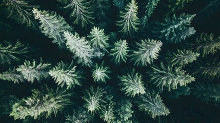 Aerial view of a lush evergreen forest, showcasing the intricate pattern of the trees.