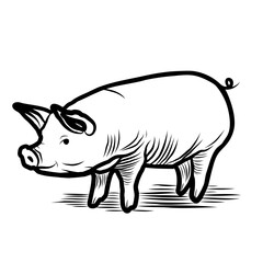 Sketch of a pig. Various poses of a sitting, standing piglet. Vintage illustration. Element for label, packaging and postcard design.