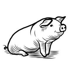 Sketch of a pig. Various poses of a sitting, standing piglet. Vintage illustration. Element for label, packaging and postcard design.