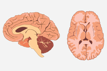 cross section of human brain, side view and front view. eps 10.