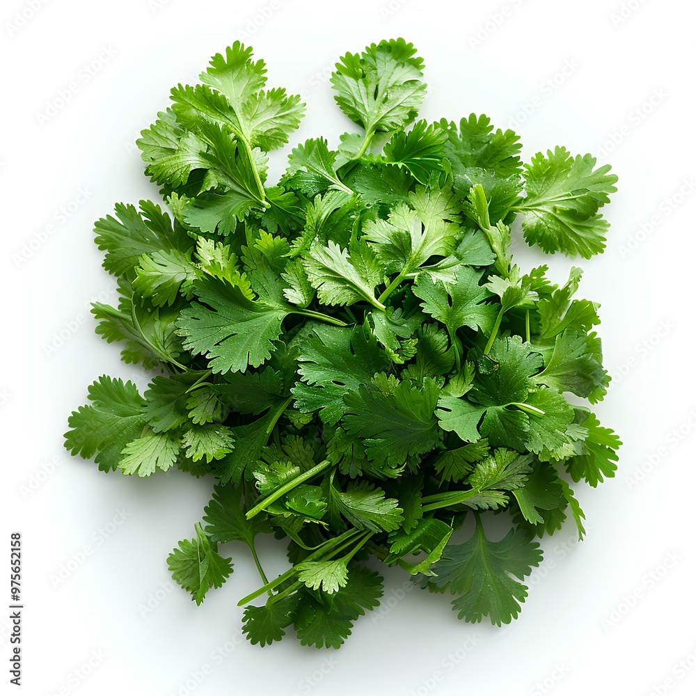 Wall mural cilantro herb top view isolated on white background with shadow