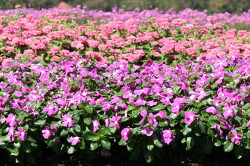 Pink flowers in the park