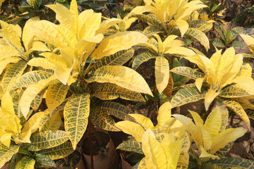 Garden croton tree plant on farm © CMYK MAKER