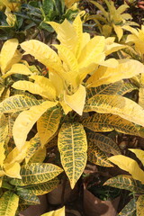 Garden croton tree plant on farm © CMYK MAKER