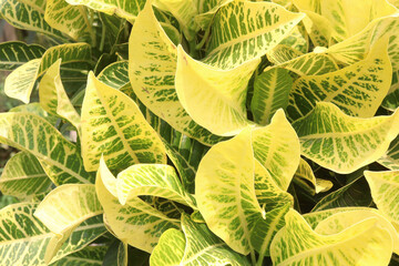 Garden croton tree plant on farm © CMYK MAKER