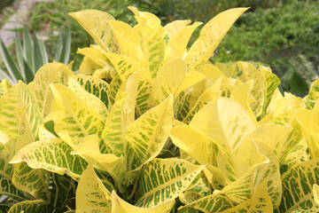 Garden croton tree plant on farm © CMYK MAKER