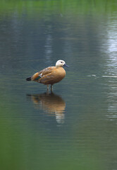 Ruddy shelduck in pond, Ruddy shelduck looks cute, Ruddy shelduck in lake, dark mood, cloudy, dark mood at lake