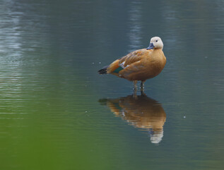 Ruddy shelduck in a pond, Ruddy shelduck looking cute, Ruddy shelduck in the lake, dark mood, cloudy