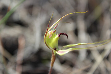 Spider Orchid Corrigin