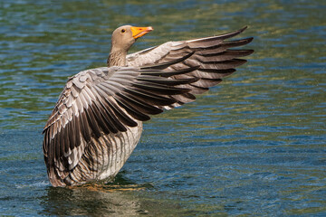 A greylag goose with spread wings on a pond.