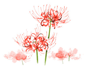 This illustration is a watercolour illustration of cluster amaryllis.
