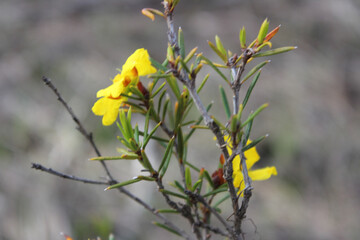 Springtime bloom in Australia
