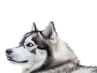 Siberian Husky Dog Looking Back Over its Shoulder Isolate on Transparent Background, Cut Out, Pet, Cute Animal, Close-up, white background