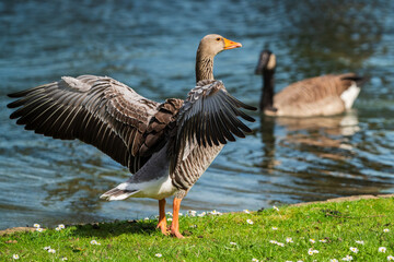 A greylag goose stretches and sunbathes on the bank of a pond.