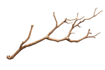 Fototapeta premium Close-up of a dry tree branch with multiple twigs isolated on transparent background. for nature and botanical themes.