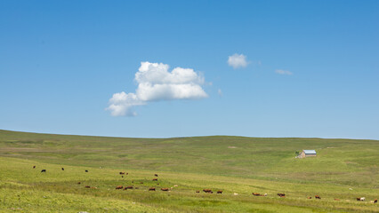 buron, ferme traditionnelle d'&eacute;t&eacute;, sur le plateau du Limon, plateau basaltique dans le Cantal