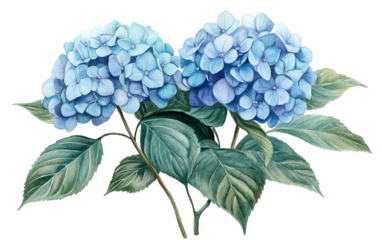A beautiful watercolor illustration of blue hydrangea flowers with lush green leaves, perfect for nature-themed designs.