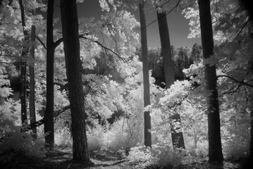In the Forest. Light painted.