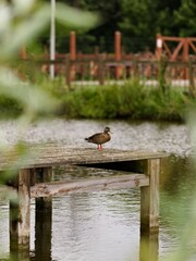 kaczka stojąca na drewnianym pomoście nad stawem © Piotr