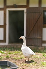 biała gęś spacerująca po ogrodzie latem © Piotr