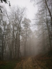 Obraz premium Forest in dense fog, with a lonely road disappearing in thick mist. Foggy trees like ghosts. Spooky landscape, frightening deformations. Halloween, Bad Zwesten, Hesse, Germany, European. Melancholy