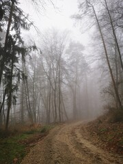 Obraz premium Forest in dense fog, with a lonely road disappearing in thick mist. Foggy trees like ghosts. Spooky landscape, frightening deformations. Halloween, Bad Zwesten, Hesse, Germany, European. Melancholy