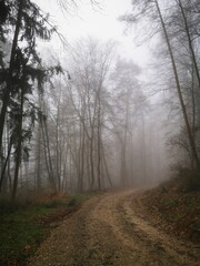 Obraz premium Forest in dense fog, with a lonely road disappearing in thick mist. Foggy trees like ghosts. Spooky landscape, frightening deformations. Halloween, Bad Zwesten, Hesse, Germany, European. Melancholy