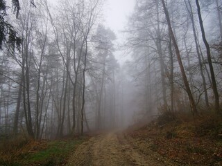 Forest in dense fog, with a lonely road disappearing in thick mist. Foggy trees like ghosts. Spooky landscape, frightening deformations. Halloween, Bad Zwesten, Hesse, Germany, European. Melancholy