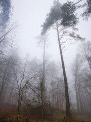 Forest in dense fog, Foggy trees like scary dancing ghosts. Lonely. Disappearing in thick mist. Spooky landscape, frightening deformations. Halloween, Bad Zwesten, Hesse, Germany, European. Melancholy