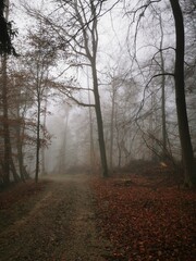 Obraz premium Forest in dense fog, with a lonely road disappearing in thick mist. Foggy trees like ghosts. Spooky landscape, frightening deformations. Halloween, Bad Zwesten, Hesse, Germany, European. Melancholy