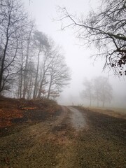 Forest in dense fog, with a lonely road disappearing in thick mist. Foggy trees like ghosts. Spooky landscape, frightening deformations. Halloween, Bad Zwesten, Hesse, Germany, European. Melancholy