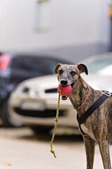 Chart na smyczy z piłką w pysku podczas spaceru © Piotr