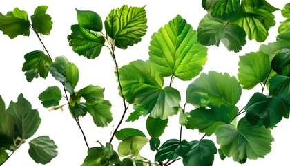 Elegant isolation of vibrant green leaves against a serene white backdrop in a celebration of natures bounty